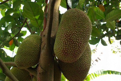 mít ruột đỏ