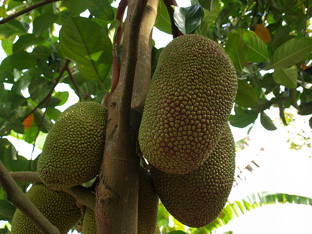 mít ruột đỏ