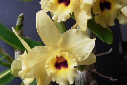 Dendrobium nobile