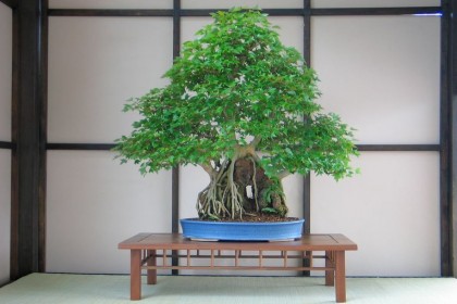 Kiểu rễ chân nôm (Neagari)