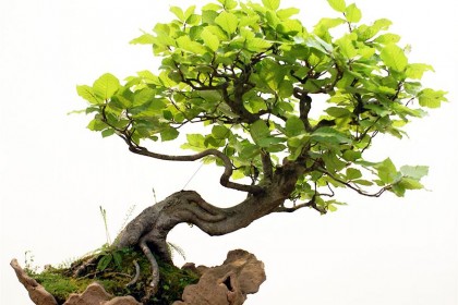 Kiểu rễ chân nôm (Neagari)