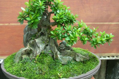 Kiểu rễ ôm đá (Sekijoju)