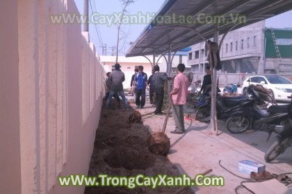 trong-cay-nha-may-khucongng