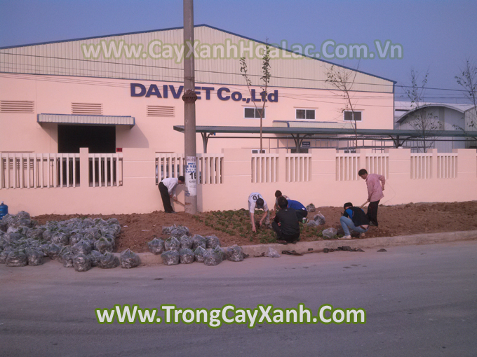 Trồng Cây Xanh cho Nhà Máy Đại Việt - Khu Công Nghiệp Đại Đồng - Bắc Ninh