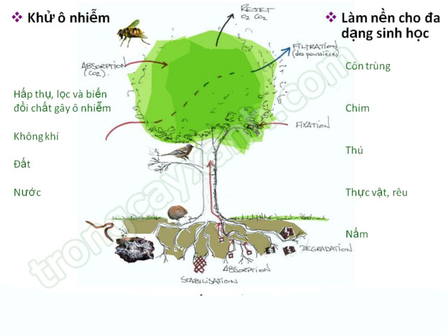 Trồng Cây Xanh Cho Đường Phố Trồng Cây Xanh Cho Đường Phố