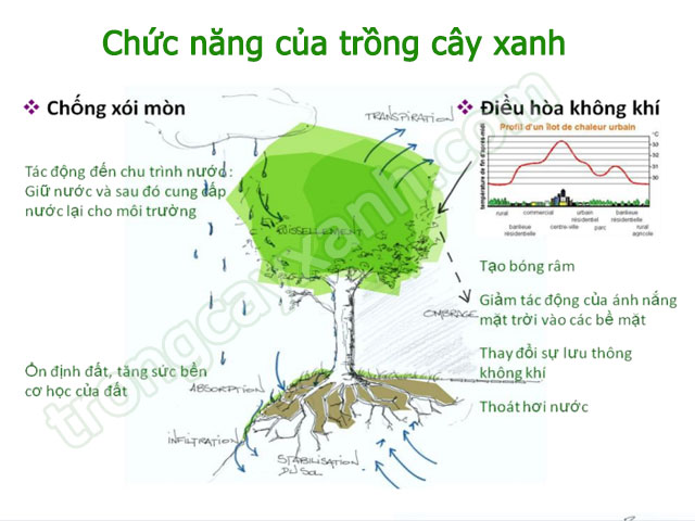 Trồng Cây Xanh Cho Đường Phố Trồng Cây Xanh Cho Đường Phố