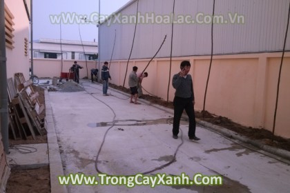 trong-cay-xoan-ta