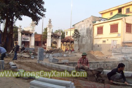 Trước khi đưa cây vào trồng tại Đình