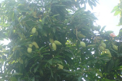 Cây xoài Cây xoài
