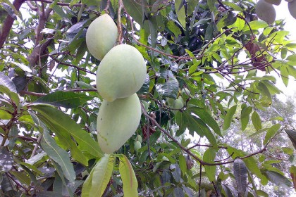 Cây xoài
