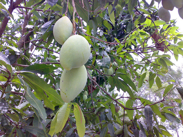Cây xoài