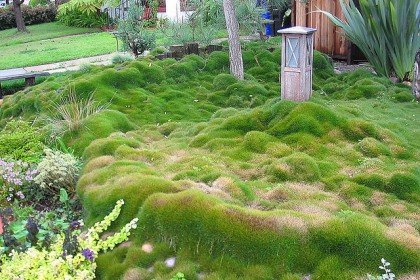 zoysia lawn grass