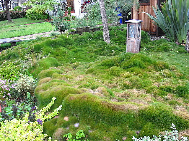 zoysia lawn grass