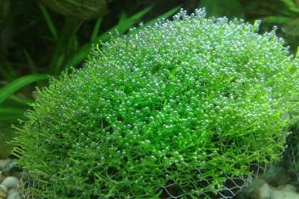 Địa tiễn Riccia