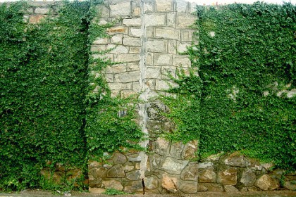 cây vẩy ốc