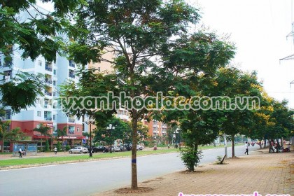 Cây Điệp Vàng - Caesalpinia ferrea được trồng bởi công ty Trúc Lâm trên đường Lê Văn Lương