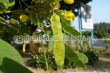 Quả Cây Điệp Vàng - Caesalpinia ferrea