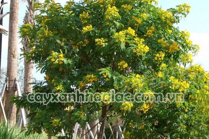 Cây Điệp Vàng - Caesalpinia ferrea được ươm tại vườn Trúc Lâm