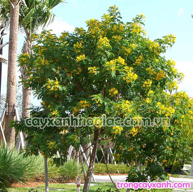 Cây Điệp Vàng - Caesalpinia ferrea được trồng tại vườn ươm Đức Lộc
