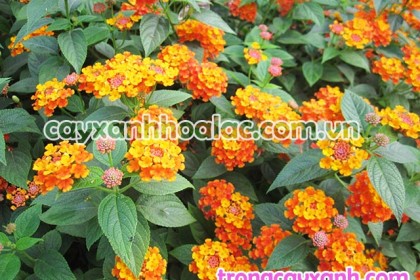 Cây Hoa Ngũ Sắc - Lantana camara