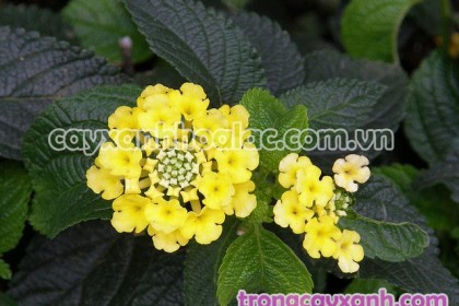 Cây Hoa Ngũ Sắc hoa màu Vàng- Lantana camara