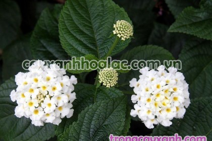 Cây Hoa Ngũ Sắc hoa màu Trằng - Lantana camara