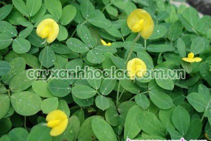 Cỏ Lá Lạc được ươm tại vườn Trúc Lâm