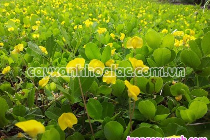 Những nhành hoa cỏ lá lạc đang đua nhau khoe sắc