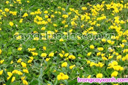 Cỏ Lá Lạc, Cỏ Đậu phộng, Arachis pintoi, Hoàng lạc thảo, Đậu phộng kiểng