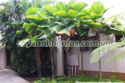 Kè Nhật Bản Licuala grandis