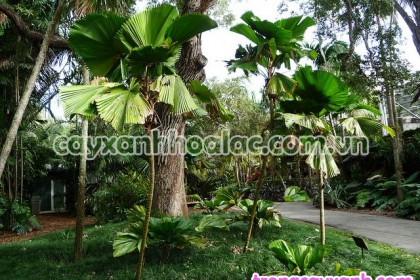 Kè Nhật Bản Licuala grandis