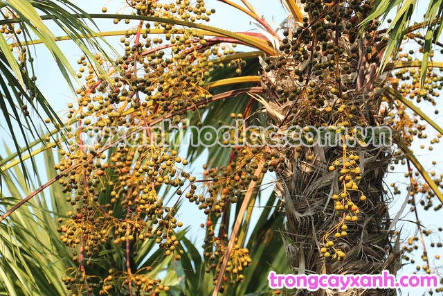 Quả Cây Kẹ Ta-Livistona rotundifolia