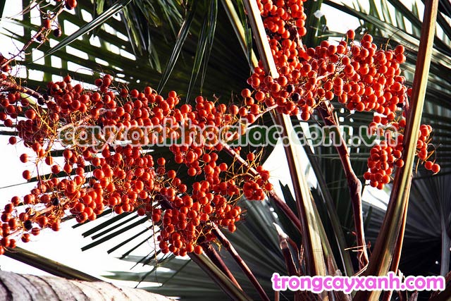 Quả Cây Kẹ Đỏ-Livistona rotundifolia