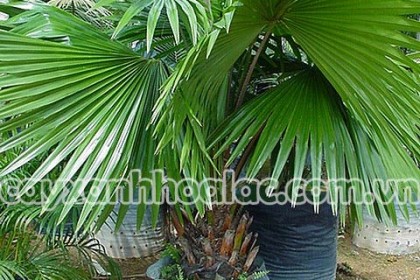 Cây Kẹ Ta Nhỏ-Livistona rotundifolia