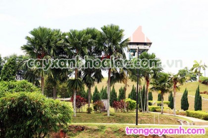 Kẹ Ta-Livistona rotundifolia được trồng làm cảnh quan tại khu Resort