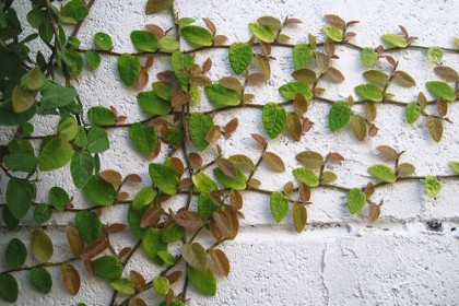 cây vẩy ốc