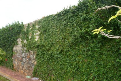 cây vẩy ốc