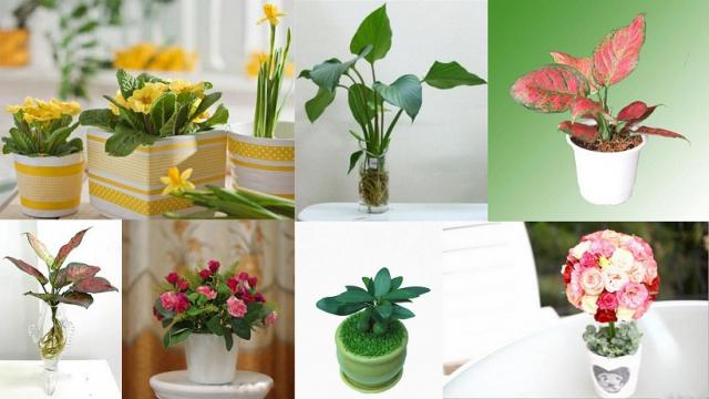 Khi sử dụng cây xanh cho góc làm việc nơi công sở