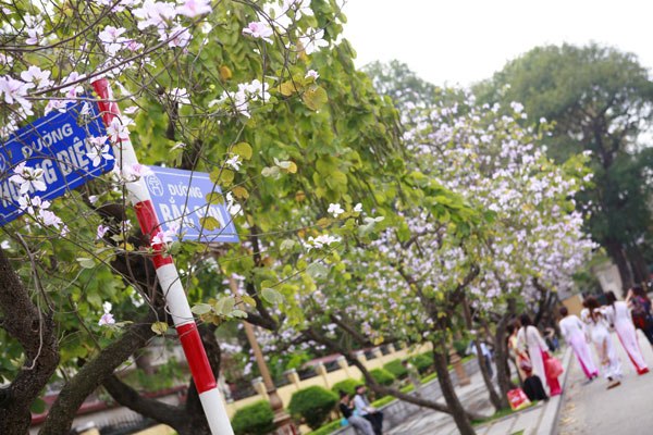 Những cây hoa Ban Tím đẹp nhất nắm trên cung đường Bắc Sơn giao Hoàng Diệu