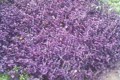 Mắt Nai – tên Khoa học :Cyathula prostrata, tên Tiếng Anh: Hookweed, Nyarang