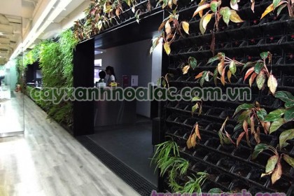 Vườn Thẳng Đứng