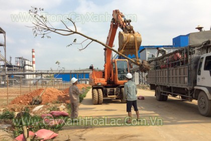 Trồng cây Sấu cho nhà máy