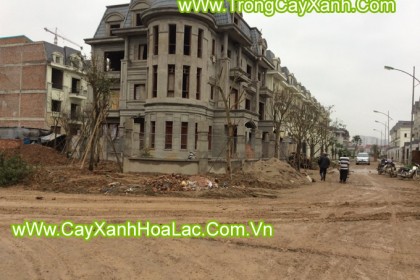 cay-xanh-kdt-duong-noi