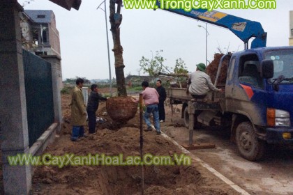 cay-xanh-kdt-duong-noi1