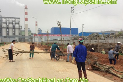 cong ty-cay-xanh-cao-bang