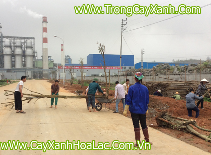 cong ty-cay-xanh-cao-bang