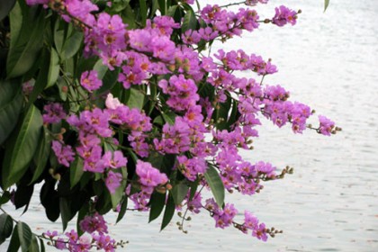 su-tich-hoa-bang-lang1
