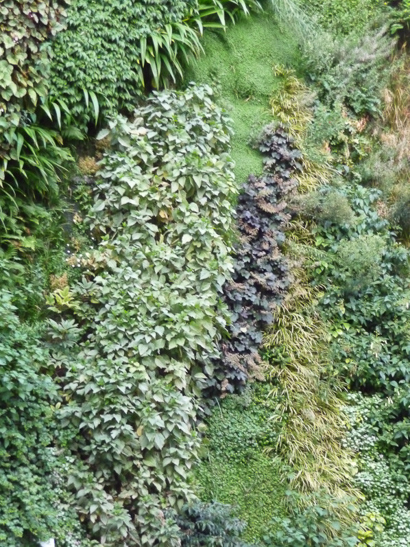 L'Oasis d'Aboukir, création Patrick Blanc, Paris 2e (75), septe