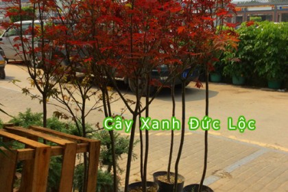 Cây Phong Lá Đỏ trồng trong khuôn viên