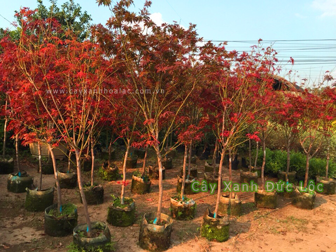 Cây Phong Lá Đỏ loại lớn trồng trong khuôn viên